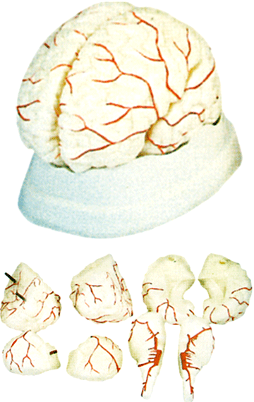 XC-308 Brain With Arteries