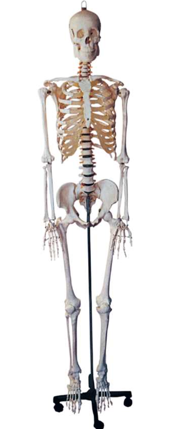human anatomy skeleton. basics of human anatomy.